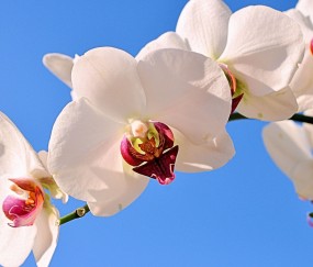 雁塔正规助孕捐卵机构，附正规捐卵机构报名表！
